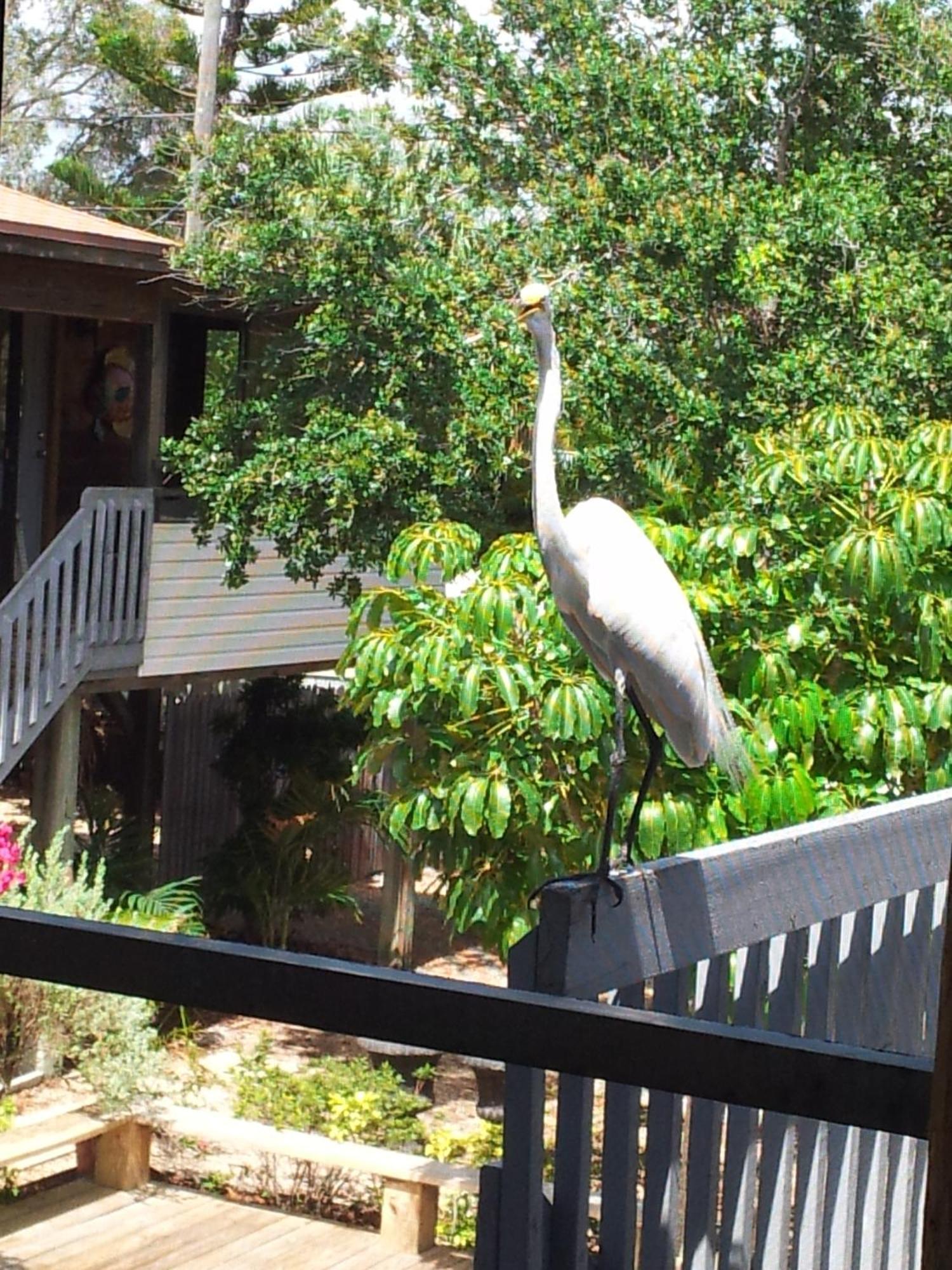 El Palmar Cottage Llc Clearwater Beach Exteriér fotografie